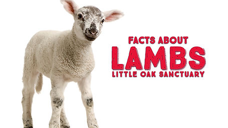 Facts about Lambs